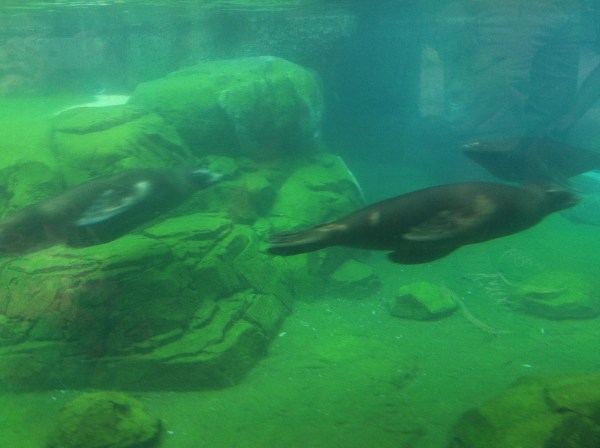 these sea lions fascinated me so much, and my accompanying friend was fascinated by my fascination 