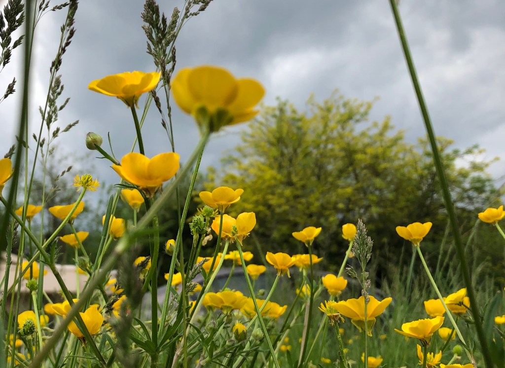 Buttercup field against an overcast sky
